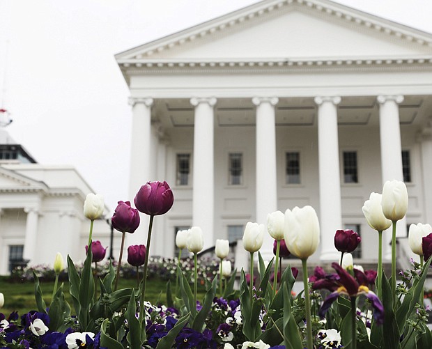 Tulips at the State Capitol (Regina H. Boone/Richmond Free Press)