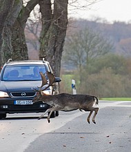 A fallow deer buck darts across the road right in front of car during the rut in autumn. Fallow deer are native to Asia but are common in Britain and elsewhere in Europe. The bucks sport broad, flat antlers.
Mandatory Credit:	Sven-Erik Arndt/Arterra/Universal Images