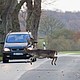 A fallow deer buck darts across the road right in front of car during the rut in autumn. Fallow deer are native to Asia but are common in Britain and elsewhere in Europe. The bucks sport broad, flat antlers.
Mandatory Credit:	Sven-Erik Arndt/Arterra/Universal Images