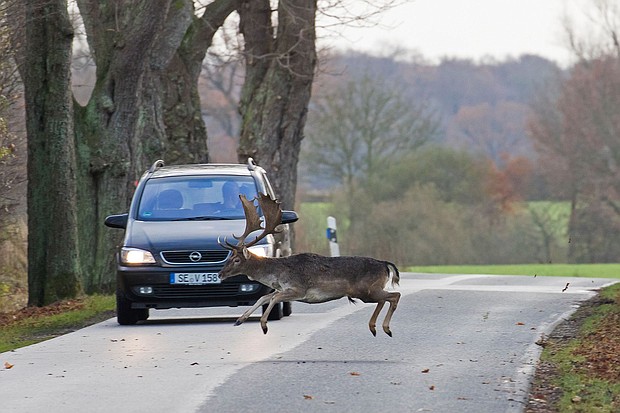 A fallow deer buck darts across the road right in front of car during the rut in autumn. Fallow deer are native to Asia but are common in Britain and elsewhere in Europe. The bucks sport broad, flat antlers.
Mandatory Credit:	Sven-Erik Arndt/Arterra/Universal Images
