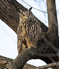 Flaco, a Eurasian eagle-owl who escaped from the Central Park Zoo, died in February after flying into a building. A necropsy found potentially lethal amounts of rodenticide in his body.
Mandatory Credit:	Andrew Lichtenstein/Corbis News/Getty Images/File via CNN Newsource