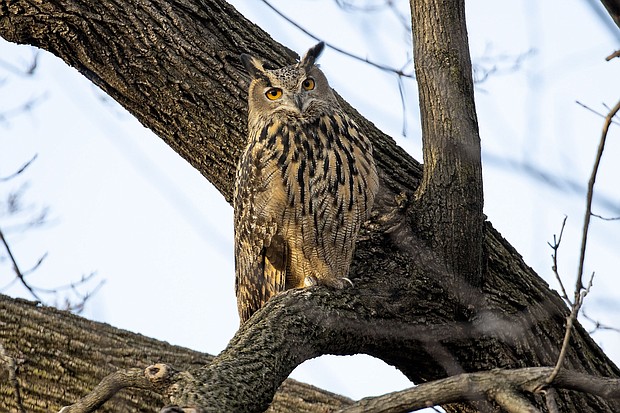 Flaco, a Eurasian eagle-owl who escaped from the Central Park Zoo, died in February after flying into a building. A necropsy found potentially lethal amounts of rodenticide in his body.
Mandatory Credit:	Andrew Lichtenstein/Corbis News/Getty Images/File via CNN Newsource