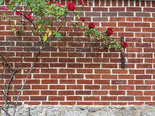 Bricks and roses