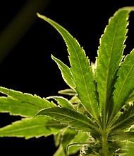 FILE - In this Friday, March 22, 2019, file photo, a marijuana plant is visible at Compassionate Care Foundation's medical marijuana dispensary in Egg Harbor Township, N.J.  The U.S. Drug Enforcement Administration will move to reclassify marijuana as a less dangerous drug, a historic shift to generations of American drug policy that could have wide ripple-effects across the country. The DEA’s proposal still must be reviewed by the White House Office of Management and Budget. (AP Photo/Julio Cortez, File)