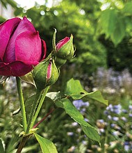 Sprouting roses in the West End