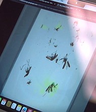 Researchers with the University of South Florida are using artificial intelligence to advance mosquito surveillance and help combat malaria in Africa.
Mandatory Credit:	WFTS via CNN Newsource