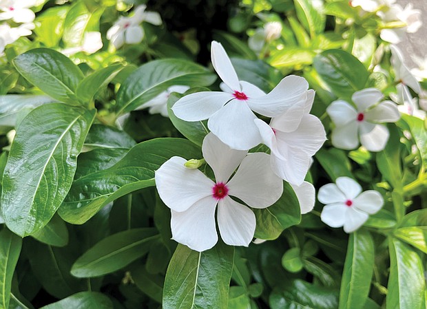 Vincas in the Museum District