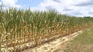 During a visit to his feed corn fields on Sunday, seventh-generation farmer James Michael Byrd showed ABC11 the effects of the punishing sun on the crop.
Mandatory Credit:	WTVD via CNN Newsource