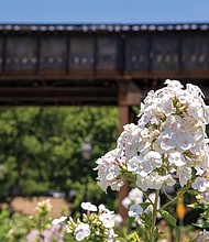Blooms in Shockoe Bottom
