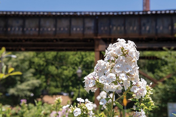 Blooms in Shockoe Bottom