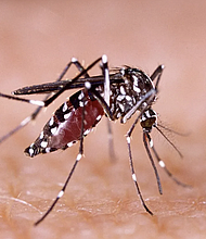 Dengue is spread mainly via the Aedes aegypti mosquito, which is also known to carry several other viruses such as yellow fever, chikungunya and Zika.
Mandatory Credit: Shutterstock/AP via CNN Newsource