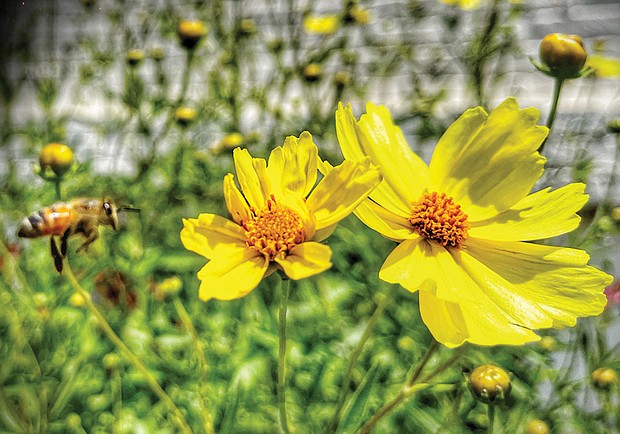 Dahlias in East End