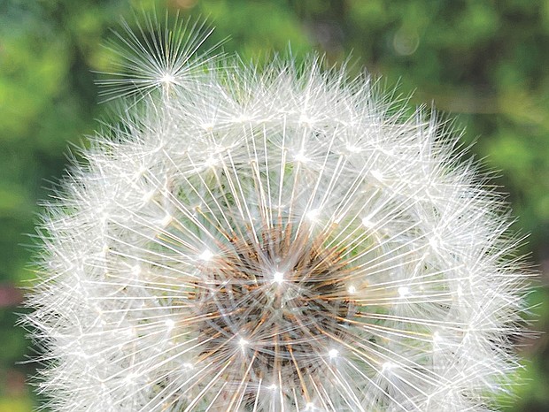 Lone dandelion in South Side