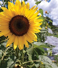 Sunflower at Shalom Farm in North Side