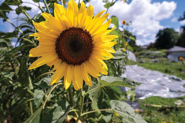 Sunflower at Shalom Farm in North Side