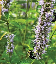 Pollinators in the West End