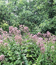 Blooms at Great Shiplock Park
