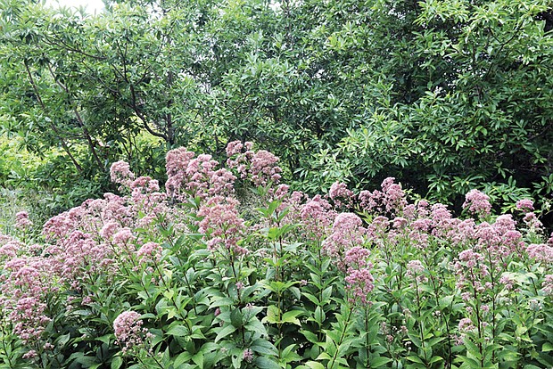 Blooms at Great Shiplock Park