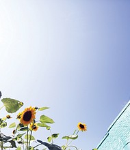 Sunflowers in North Side