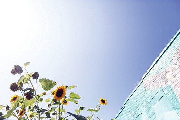 Sunflowers in North Side