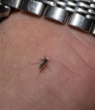 West Nile virus is most commonly spread through the bite of an infected mosquito.
Mandatory Credit:	Jon Cherry/Getty Images/FILE via CNN Newsource