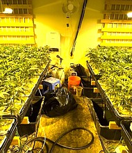 California’s Department of Cannabis Control are battling black-market marijuana operations hidden in plain sight amid the cookie-cutter homes of suburbia. In this photo, Marijuana plants inside a grow house room in a suburban California home.
Mandatory Credit:	California Department of Cannabis Control via CNN