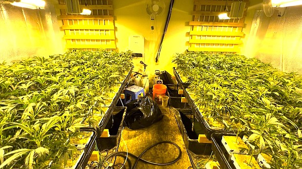 California’s Department of Cannabis Control are battling black-market marijuana operations hidden in plain sight amid the cookie-cutter homes of suburbia. In this photo, Marijuana plants inside a grow house room in a suburban California home.
Mandatory Credit:	California Department of Cannabis Control via CNN
