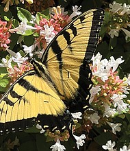 Yellowtail butterfly on Abelia shrub at Libby Mill