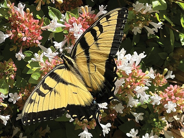 Yellowtail butterfly on Abelia shrub at Libby Mill