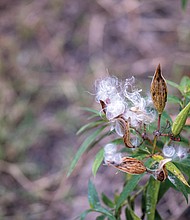 Milkweed pods in the East End