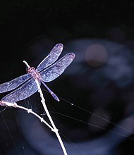 Dragonfly at Great Shiplock Park