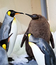 Pesto is pictured socializing with the other penguins in his colony.
Mandatory Credit:	SEA LIFE Melbourne Aquarium via CNN Newsource
