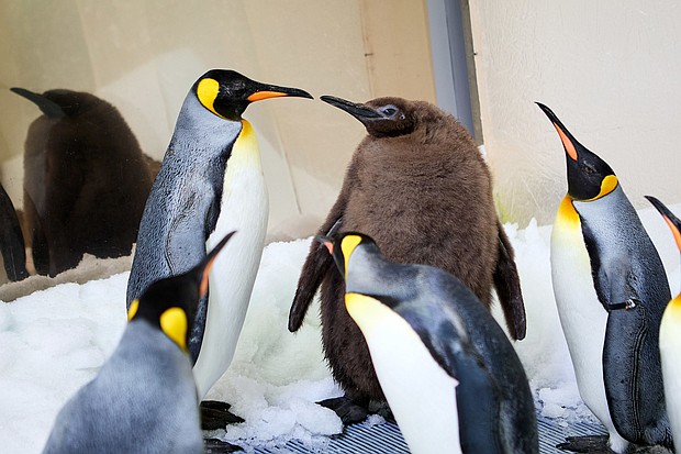 Pesto is pictured socializing with the other penguins in his colony.
Mandatory Credit:	SEA LIFE Melbourne Aquarium via CNN Newsource
