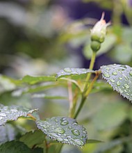 Vivid rain drops among plants in East End
