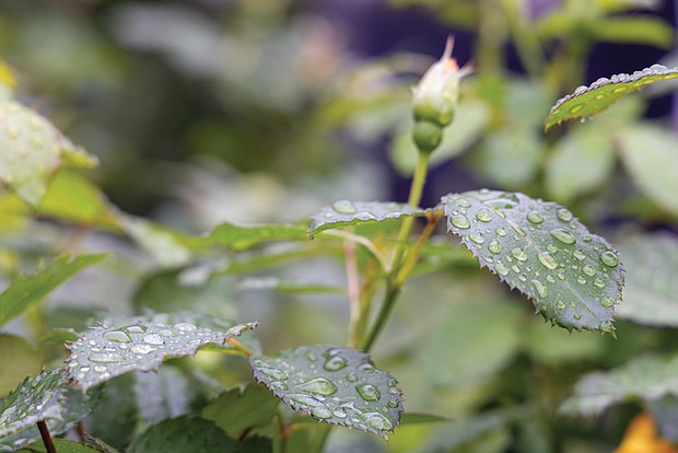 Vivid rain drops among plants in East End