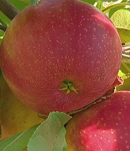 Minnesota farmers say the apples are flourishing this year.
Mandatory Credit:	WCCO via CNN Newsource