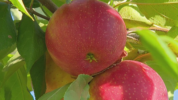 Minnesota farmers say the apples are flourishing this year.
Mandatory Credit:	WCCO via CNN Newsource