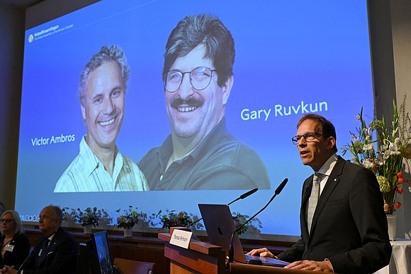 The 2024 Nobel Prize in physiology or medicine has been awarded to US scientists Victor Ambros and Gary Ruvkun for …