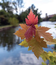 Fall leaves on the James River