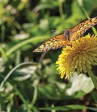 Fritillary butterfly on dandelion in North Side