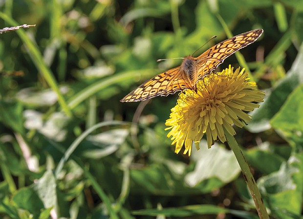 Fritillary butterfly on dandelion in North Side