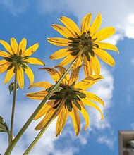 Black-eyed Susans in Museum District