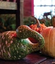Glorious gourds of the season