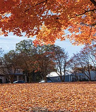 A blanket of golden leaves covers the grounds of St. Elizabeth Catholic Church in North Side, capturing the vibrant beauty of fall foliage. As autumn nears its end in mid-December, the warm temperatures of recent days have allowed for an extended display of seasonal colors.