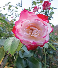 Face of a rose at Lewis Ginter