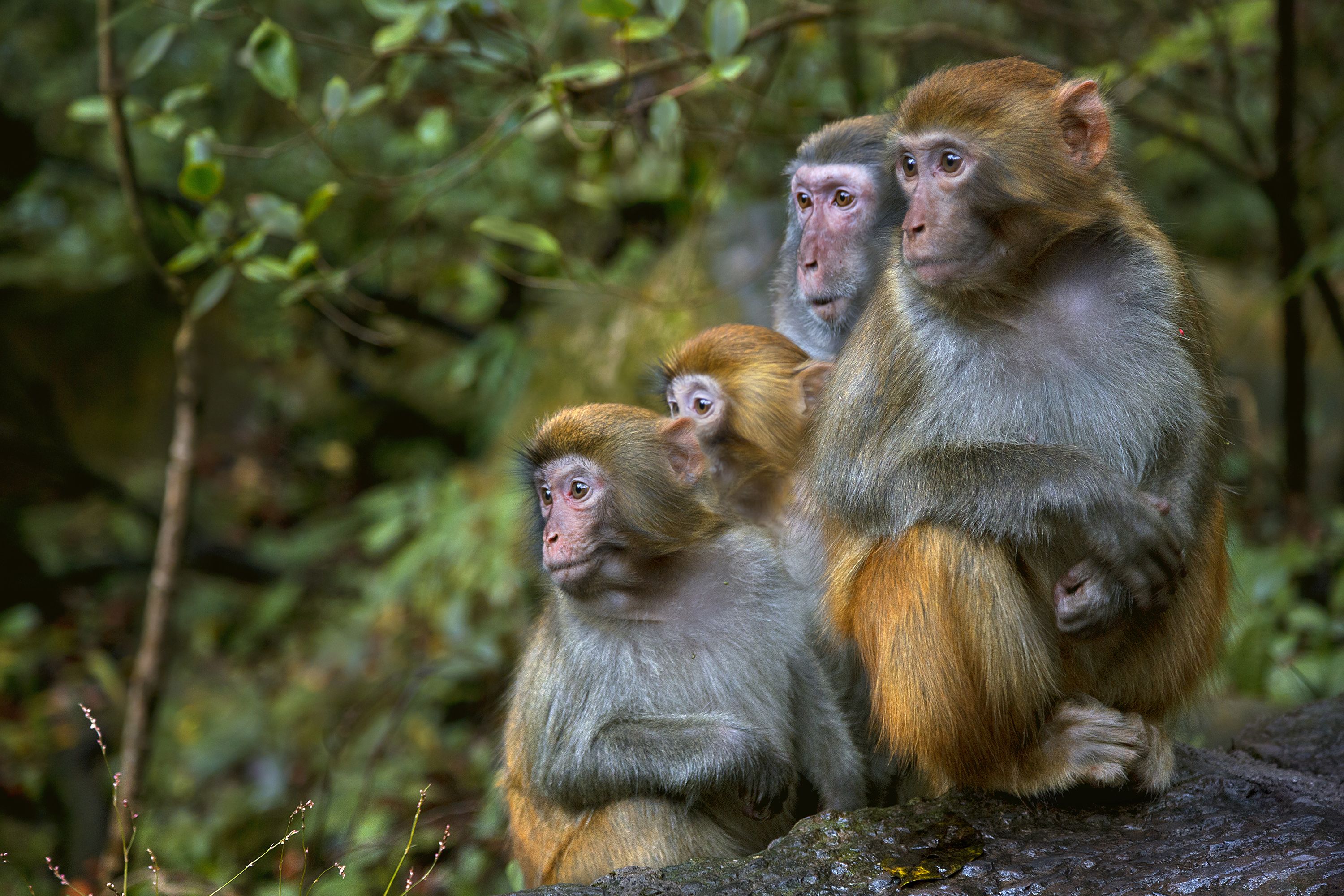 Monkey Mayhem In South Carolina After 43 Primates Escape Research ...