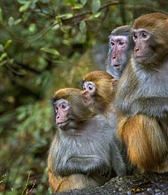 Rhesus macaque monkeys, the type of primate that escaped a South Carolina research facility on November 6.
Mandatory Credit:	Istvan Kadar Photography/Moment RF/Getty Images via CNN Newsource