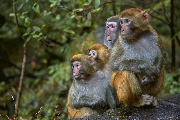 Rhesus macaque monkeys, the type of primate that escaped a South Carolina research facility on November 6.
Mandatory Credit:	Istvan Kadar Photography/Moment RF/Getty Images via CNN Newsource
