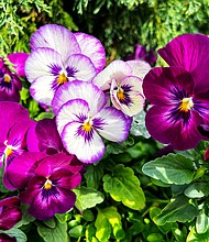 Painterly pansies in the West End