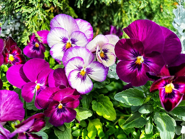 Painterly pansies in the West End